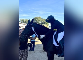 Deutsches Sportpferd, Stute, 12 Jahre, 173 cm, Brauner