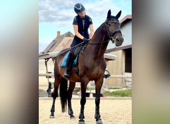 Deutsches Sportpferd, Stute, 12 Jahre, 173 cm, Brauner