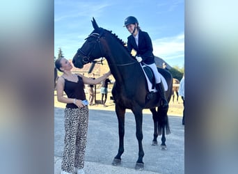 Deutsches Sportpferd, Stute, 12 Jahre, 173 cm, Brauner