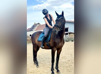Deutsches Sportpferd, Stute, 12 Jahre, 173 cm, Brauner