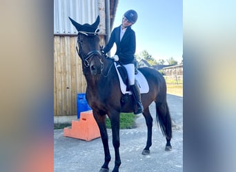 Deutsches Sportpferd, Stute, 12 Jahre, 173 cm, Brauner