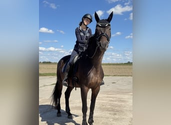 Deutsches Sportpferd, Stute, 12 Jahre, 173 cm, Brauner