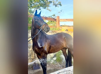 Deutsches Sportpferd, Stute, 12 Jahre, 173 cm, Brauner