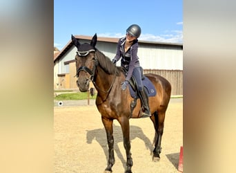 Deutsches Sportpferd, Stute, 12 Jahre, 173 cm, Brauner