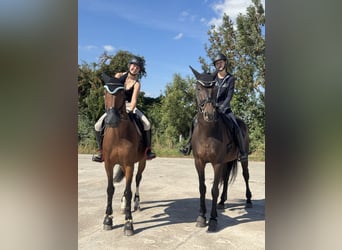 Deutsches Sportpferd, Stute, 12 Jahre, 173 cm, Brauner