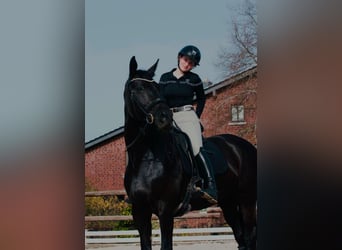 Deutsches Sportpferd, Stute, 12 Jahre, 174 cm, Rappe