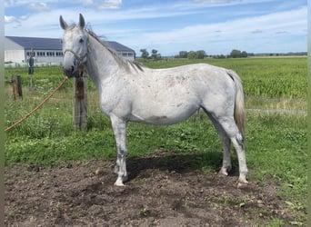 Deutsches Sportpferd, Stute, 12 Jahre, 174 cm, Schimmel