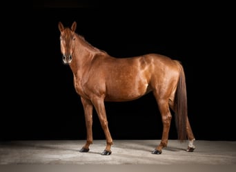 Deutsches Sportpferd, Stute, 12 Jahre, 175 cm, Fuchs