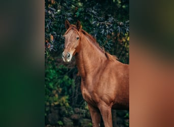 Deutsches Sportpferd, Stute, 12 Jahre, 175 cm, Fuchs