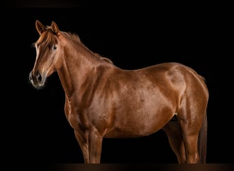 Deutsches Sportpferd, Stute, 12 Jahre, 175 cm, Fuchs
