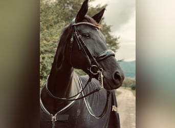 Deutsches Sportpferd, Stute, 12 Jahre, 176 cm, Rappe