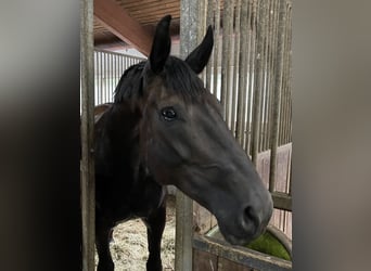 Deutsches Sportpferd, Stute, 12 Jahre, 176 cm, Schwarzbrauner