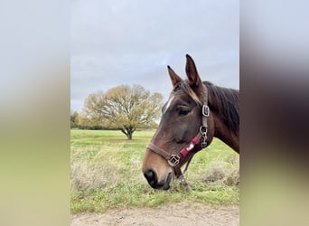 Deutsches Sportpferd, Stute, 12 Jahre, Brauner