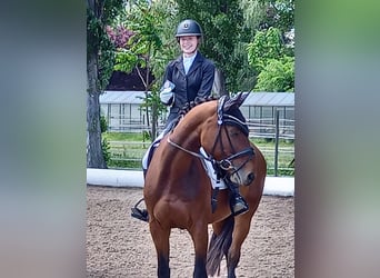 Deutsches Sportpferd, Stute, 12 Jahre, Dunkelbrauner