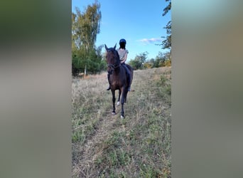 Deutsches Sportpferd, Stute, 13 Jahre, 161 cm, Dunkelbrauner