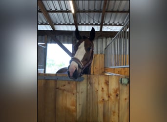 Deutsches Sportpferd, Stute, 13 Jahre, 163 cm, Brauner