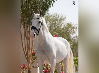 Deutsches Sportpferd, Stute, 13 Jahre, 163 cm, White