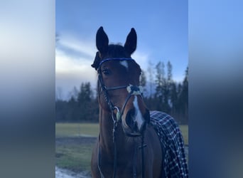 Deutsches Sportpferd, Stute, 13 Jahre, 164 cm, Brauner