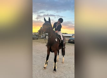 Deutsches Sportpferd, Stute, 13 Jahre, 164 cm, Brauner