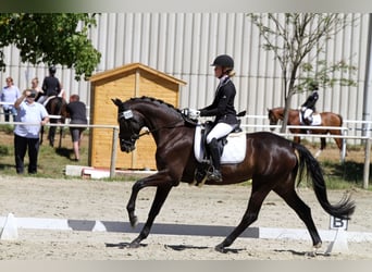 Deutsches Sportpferd, Stute, 13 Jahre, 164 cm, Schwarzbrauner