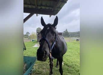 Deutsches Sportpferd, Stute, 13 Jahre, 165 cm, Brauner