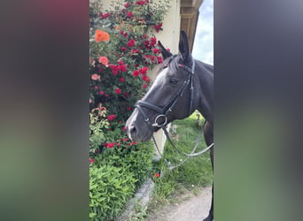 Deutsches Sportpferd, Stute, 13 Jahre, 165 cm, Schwarzbrauner