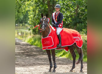 Deutsches Sportpferd, Stute, 13 Jahre, 166 cm, Dunkelbrauner