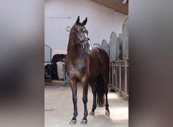 Deutsches Sportpferd, Stute, 13 Jahre, 166 cm, Dunkelbrauner