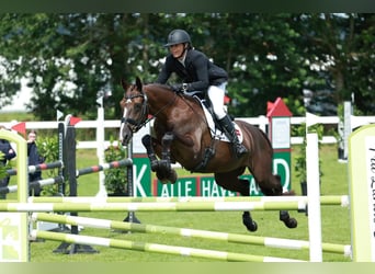 Deutsches Sportpferd, Stute, 13 Jahre, 166 cm, Dunkelbrauner