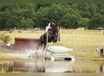 Deutsches Sportpferd, Stute, 13 Jahre, 166 cm, Dunkelbrauner