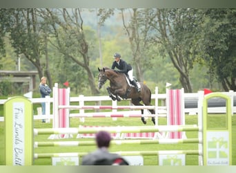 Deutsches Sportpferd, Stute, 13 Jahre, 166 cm, Dunkelbrauner