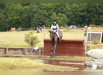 Deutsches Sportpferd, Stute, 13 Jahre, 166 cm, Dunkelbrauner