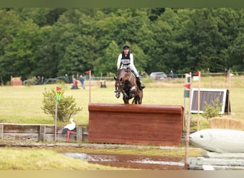 Deutsches Sportpferd, Stute, 13 Jahre, 166 cm, Dunkelbrauner