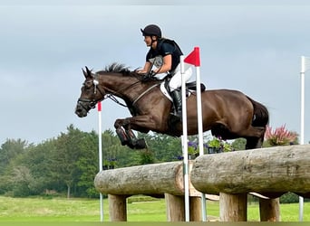 Deutsches Sportpferd, Stute, 13 Jahre, 166 cm, Dunkelbrauner