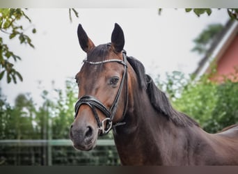 Deutsches Sportpferd, Stute, 13 Jahre, 168 cm, Brauner