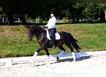 Deutsches Sportpferd, Stute, 13 Jahre, 168 cm, Brauner