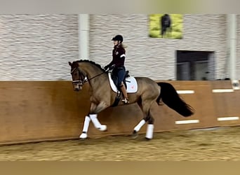 Deutsches Sportpferd, Stute, 13 Jahre, 168 cm, Brauner