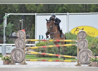 Deutsches Sportpferd, Stute, 13 Jahre, 168 cm, Brauner