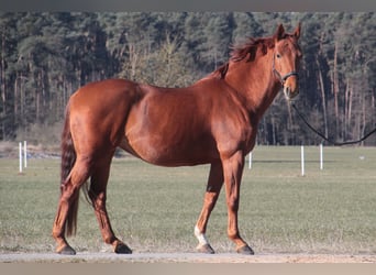 Deutsches Sportpferd, Stute, 13 Jahre, 168 cm, Fuchs