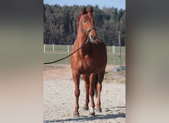 Deutsches Sportpferd, Stute, 13 Jahre, 168 cm, Fuchs