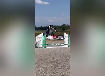 Deutsches Sportpferd, Stute, 13 Jahre, 169 cm, Apfelschimmel