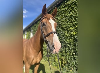 Deutsches Sportpferd, Stute, 13 Jahre, 169 cm, Fuchs