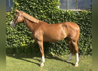 Deutsches Sportpferd, Stute, 13 Jahre, 169 cm, Fuchs