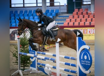 Deutsches Sportpferd, Stute, 13 Jahre, 170 cm, Brauner