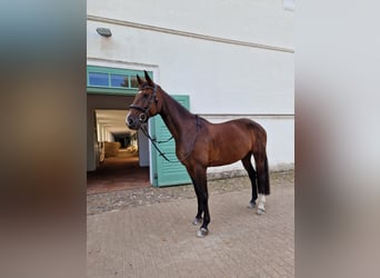 Deutsches Sportpferd, Stute, 13 Jahre, 170 cm, Brauner