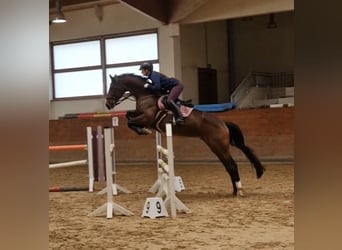 Deutsches Sportpferd, Stute, 13 Jahre, 170 cm, Brauner