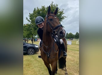 Deutsches Sportpferd, Stute, 13 Jahre, 170 cm, Brauner