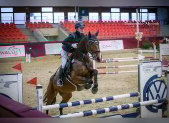 Deutsches Sportpferd, Stute, 13 Jahre, 170 cm, Brauner