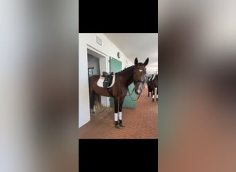 Deutsches Sportpferd, Stute, 13 Jahre, 170 cm, Brauner