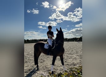 Deutsches Sportpferd, Stute, 13 Jahre, 170 cm, Brauner